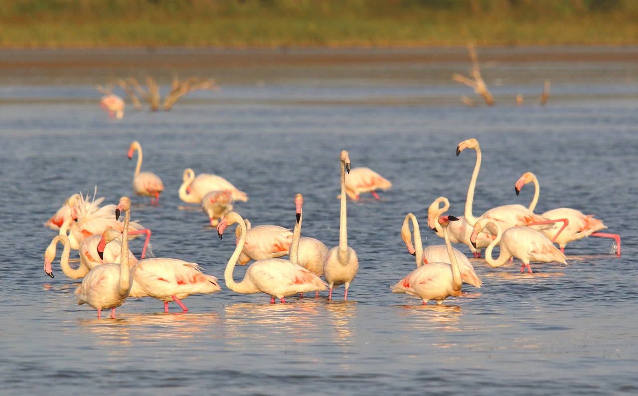 Following the showing of a short-form film version (45 minutes - Bild 3